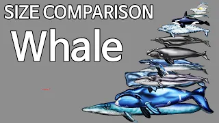 whale size comparison