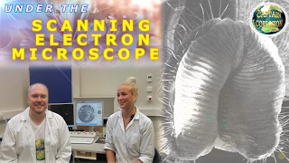 Fly Under the Scanning Electron Microscope