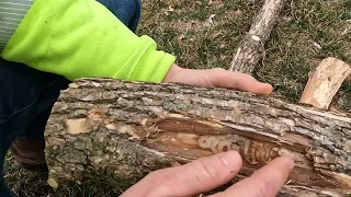 Emerald ash borer confirmed in Albert Lea