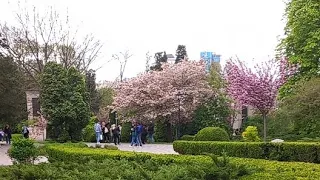 Taras Shevchenko University Botanic Garden, Kyiv Ukraine 23.04.2024. Sakura Trees Are Blossoming.