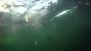 1000lb Giant Bluefin Tuna Feeding Frenzy GoPro