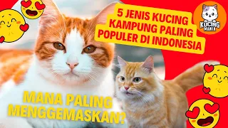 5 Jenis Kucing Kampung yang Populer di Indonesia, Mana Paling Menggemaskan?