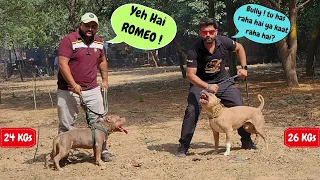 BULLY🐻meets ROMEO - The American Bully🐶 ye kya kabhi dost ban payenge ?  @SONUPITBULL