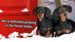 Ep 4. The Dogs Get a SNOWDAY!! - Cute Wiener Dog Video Snow Day