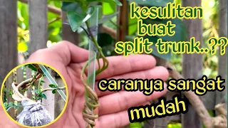 Cara Mudah Membuat Bonsai Sancang Split Trunk / premna microphylla