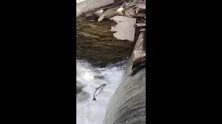 Tumwater Falls Salmon