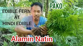 EDIBLE FERN AT HINDI EDIBLE PANO BA MALALAMAN? KUHA TAYO NG ULING NG BAO NG NIYOG.|