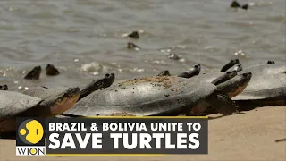 Climate Change: Brazil joins Bolivia to help preserve Amazon river turtles | World English News