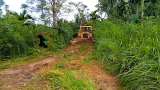 D6R XL Bulldozer Professional Services Make Oil Palm Plantation Roads Smoother