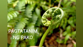 SIMPLENG PAGTATANIM NG PAKO ( EDIBLE FERN ), ITUTURO SA ATIN NI MISIS...