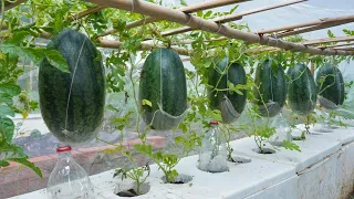 Growing watermelon fruit will be big and sweet, if you do it this way