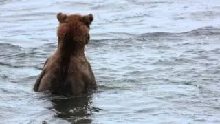 Brown bear fishing standing up at McNeil River Alaska