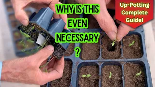 Watch This Before Transplanting/Up-Potting Seedlings - World Record Gardener's Complete Tutorial