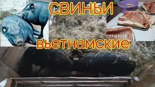 ВСЕ О ВЬЕТНАМСКИХ СВИНЬЯХ/ВЫГОДНО ИЛИ НЕТ