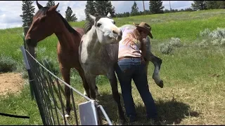 Horses Like Belly Scratches Too!