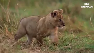 Lions baby was born in Hyenas territory! Hyenas attack Lion cubs After Mother Lion Giving Birth