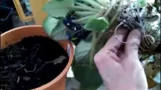 How to Repot a Long Neck and Also Cure Root Rot