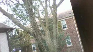 8-6-19 The last morning with my Beautiful Honey Locust Tree. Part 4