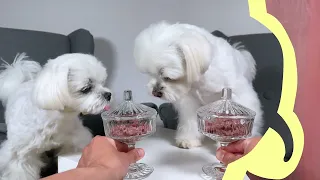 Maltese Puppy Taste Test - Worlds Smelliest Fruit 😅