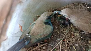 Robin bird caught the beak @AnimalsandBirds107