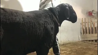 Искусственное осеменение овец гиссарской породы