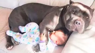 Cute Baby and Dogs Playing  | Dogs Babysitting Babies! funny