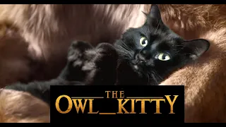 The Lion King - Starring my cat OwlKitty