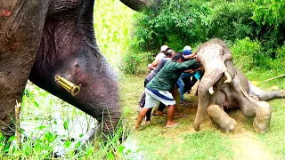 Injured beautiful tusker who've given up all hopes of living, brought back to life with true courage