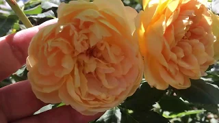 Роза Голден Селебрейшн, английская роза в моем саду. Описание сорта.