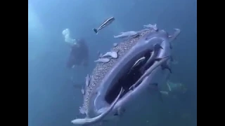 Китовая  акула 55 секунд.