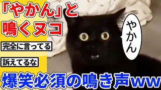 【2ch動物スレ総集編】鳴き声が「やかん」のヌコ→爆笑必須の鳴き声ｗｗｗｗｗ