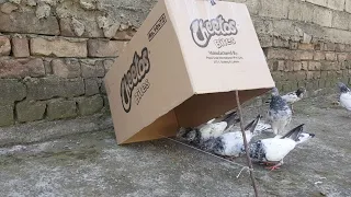 Best Cardboard Bird Trap || How To Trap Pigeon Easy At Home.