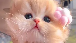 FUNNY  CAT VIDEOS 2023😸 - 😂Funniest Cats 2023 #3