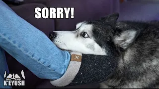 My Husky SMACKS My Mum But Says Sorry!