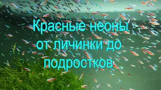 Красные неоны от личинки до подростков