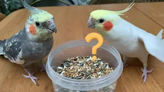 Cockatiels can whistle and chat too! They responded immediately after receiving the whistle greeting