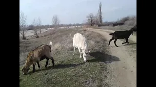 В каком возрасте покупать козу?🐐