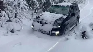 PRADO 120 в своей среде обитания