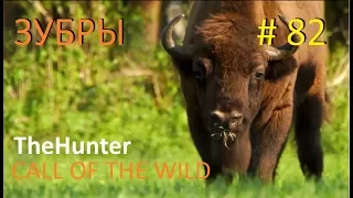 theHunter Call of the Wild Зубры  # 82