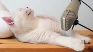 Cat Purring in Microphone