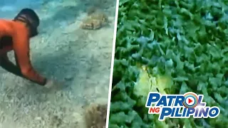 Bakit dapat bantayan ang tangkang reclamation activities sa Escoda Shoal | Patrol ng Pilipino