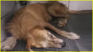 Let My Life End! Poor Dog Quietly Waited for His Last Breath On Street