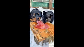 Leopard and Rottweiler share a piece of meat