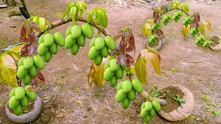 Unique​ Technique : Grafting Mango Tree Using Coconuts Growing Faster and Has Many Fruits