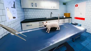 Cat Care at the Pet Hospital ( Animal Shelter Sim Game )