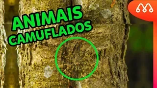 ENCONTRE OS ANIMAIS CAMUFLADOS