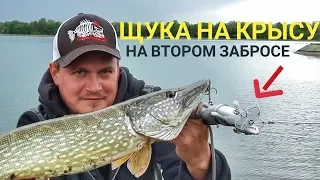 ЩУКА на МЫШЬ. Щука атаковала крысу на втором забросе.