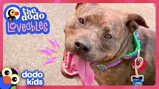 This Sassy Dog Runs Away With Our Food…And Our Heart! | Dodo Kids | Loveables