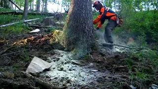 Forest job / kácení smrku do svahu #22