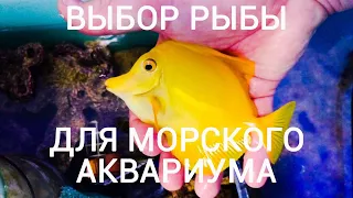 Выбор рыбы для морского аквариума. В гостях у  Андрея Артемьева.